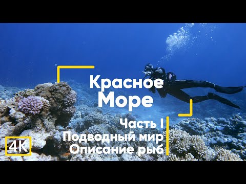 Видео: Рыбы Красного моря (с описанием). Часть 1. Египет. Дайвинг.