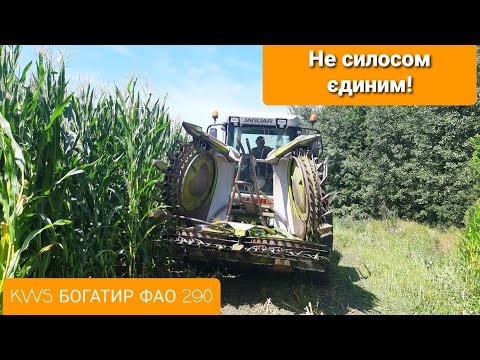 Видео: Гібрид який приємно здивував. Ремонтантна пушка. KWS БОГАТИР ФАО 290.