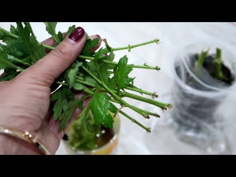Видео: Как укоренить хризантему из букета. 2 простых и эффективных способа.