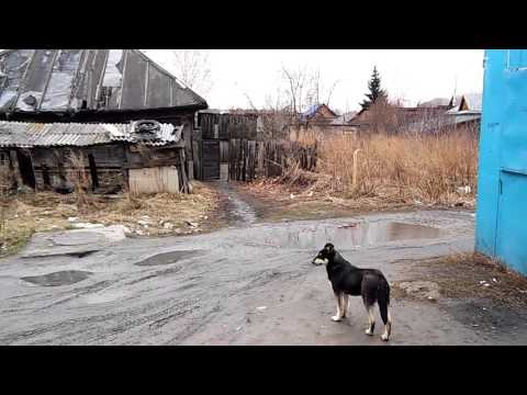 Видео: Бийский трамвай. Заречье. Tram in the city of Biysk. Beyond the river