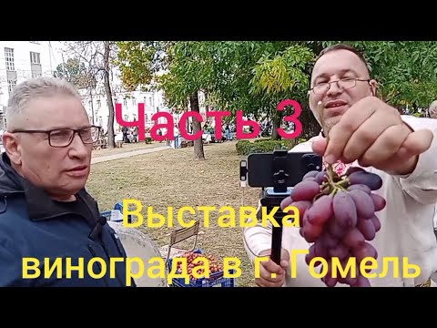 Видео: Выставка  винограда в г . Гомель 3 часть 13 сентября 2025 г.