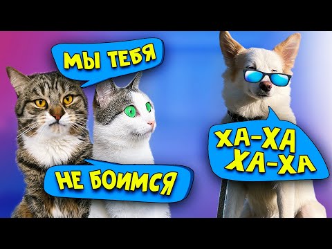 Видео: Линда пытается ладить с нашими котами / SANI vlog