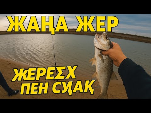 Видео: Жаңа жер, жаңа әсер! Жерех пен судақ — нағыз олжа!