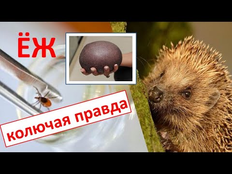 Видео: ЁЖ (Erinaceus ). Энциклопедия дикой природы