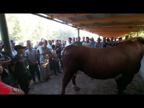 Видео: молбозори Нуроншоҳ Мастчоҳ якум участка