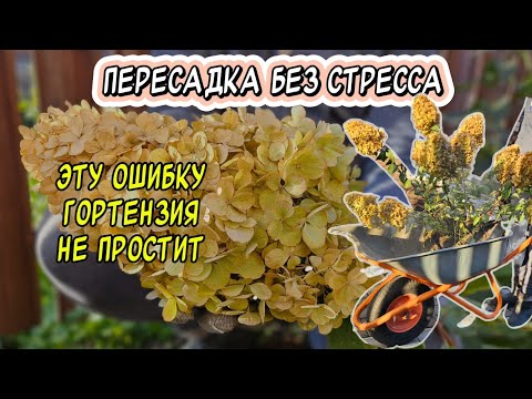 Видео: Мы снова переделываем клумбу: пересадка гортензий без стресса и ошибок