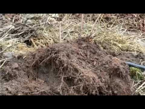 Видео: ЕЩЁ РАЗ ГОЛУБИКА БЕЗ ТОРФА .КРУПНЫЙ ПЛАН