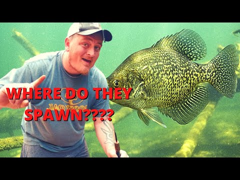 Видео: Спаун краппи | Все, что вам НУЖНО ЗНАТЬ!