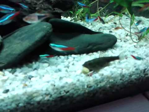 Видео: Скат мини Batoidea Mini 28 04 2014