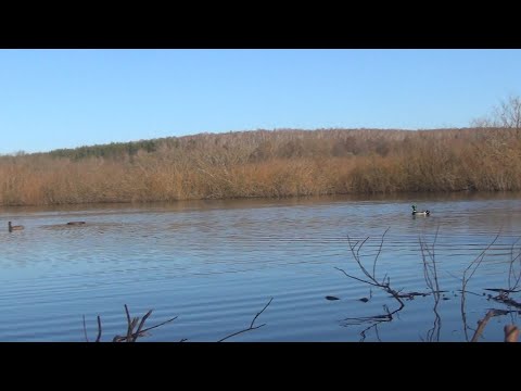 Видео: Открытие весенней охоты 2025г с подсадными утками.