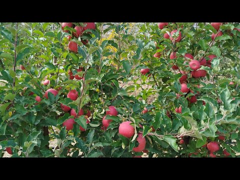 Видео: Пинкледи Олмаларга кандай шакил берсак сифатли Олма оламиз ??бугилиб колган Боглар охиригача курамиз