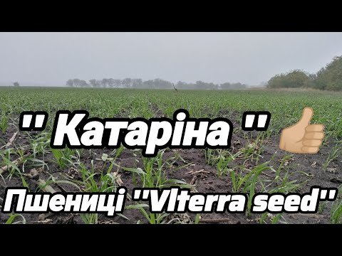 Видео: 2.10.25. Пшениці ''Vlterra seed '', в лідерах    '' Катаріна''.Гарний дощ мабуть змінить ситуацію.