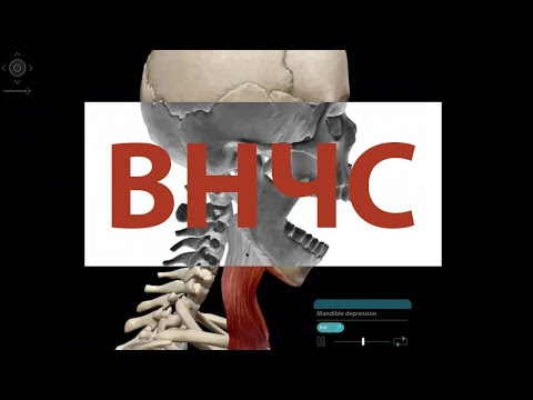 Видео: О височно-нижнечелюстном суставе