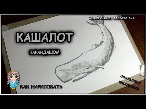 Видео: Как нарисовать КАШАЛОТА карандашом. Поэтапное рисование