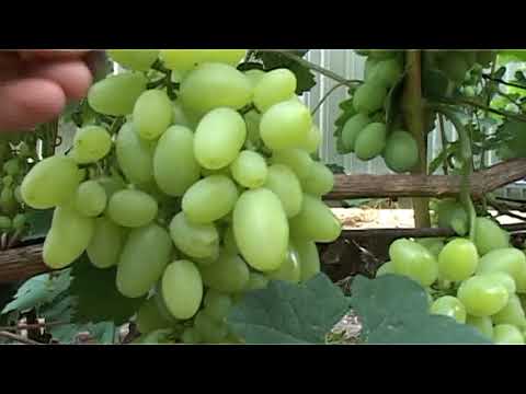 Видео: Виноградник О М  Писанка