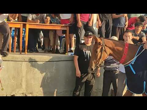 Видео: Байге тапшыруу Тай чабыш Токмок 24.06.2022