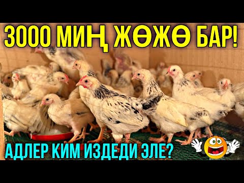 Видео: АДЛЕР БИР АЙЛЫК ЖӨЖӨЛӨР АР ДАЙЫМ БОЛОТ ❤️‍🔥 #байтв