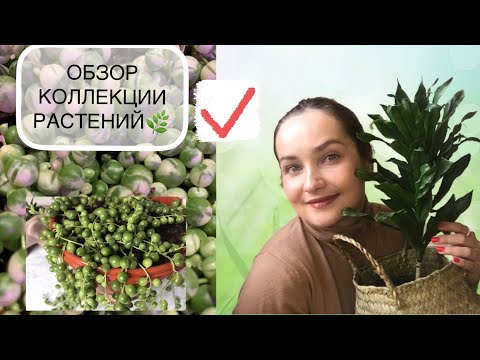 Видео: 🌿 ЧАСТЬ 1: Обзор моих домашних растений🌿☀️ 1.05.22