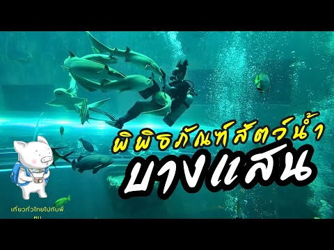 Видео: Аквариум Бангсаен, Аквариум Бангсаен 80 бат, Институт морских наук