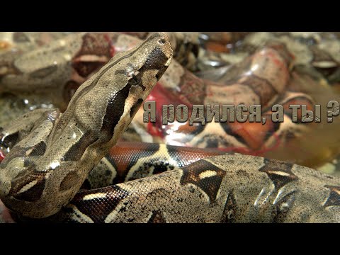 Видео: Эпопея по разведению императорских удавов