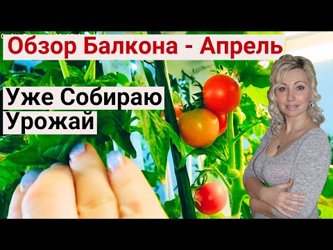 Видео: Делаю Обзор Огорода на Балконе. Выращиваю Помидоры и Огурцы. Огород на Окне 2023