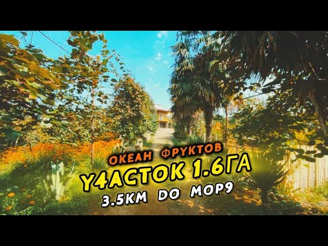 Видео: Мириады фруктов и капитальный дом на ОГРОМНОМ участке 16000м² в Бобоквати, 12 минут до Кобулети 