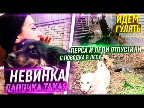 Видео: Отпустили с поводка Леди и Перса😱 в лесу. Миша объединил ВСЕХ кошек 😻 я в шоке. они теперь вместе.