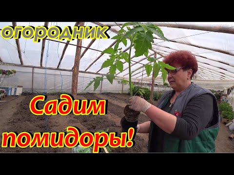 Видео: Как мы садим томаты в теплицу? 20 апреля.