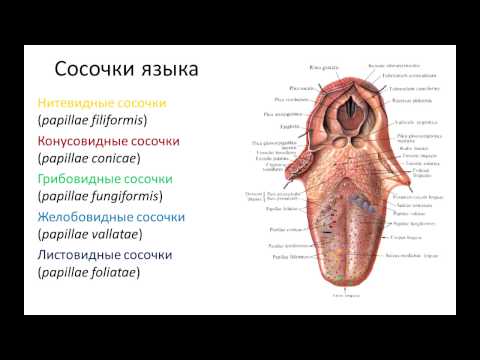 Видео: Пищеварительная система: рот, глотка, пищевод