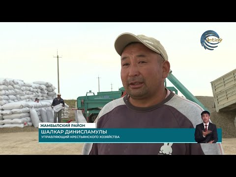 Видео: В Алматинской области полным ходом идет кампания по сбору осеннего урожая