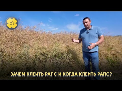 Видео: Зачем клеить рапс и Когда клеить рапс?
