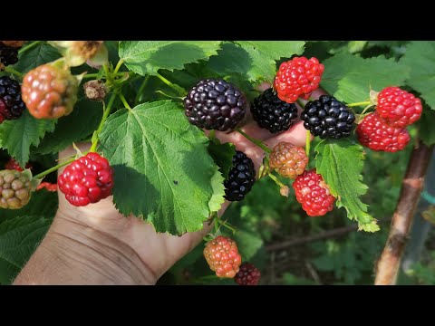 Видео: Ежевика Полар, Астерина и о Санрайзе, ХолсБьют Великий Новгород 28.07.24