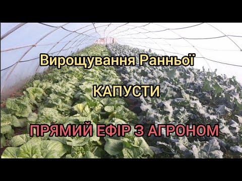 Видео: Вирощування Ранньої Капусти Прямий Ефір З Агрономом