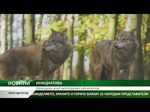 Видео: ИНИЦИАТИВА: Швейцарци искат целогодишен лов на вълци