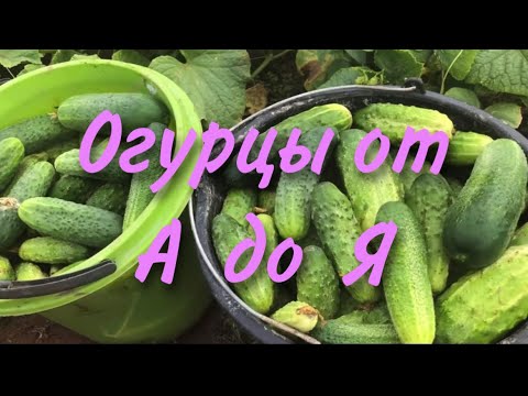 Видео: Огурцы от посева до сбора урожая на протяжении всего сезона.