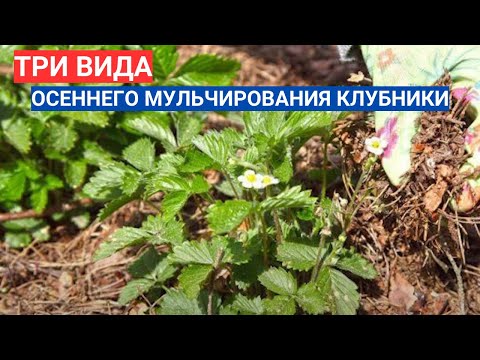 Видео: ЧЕМ МУЛЬЧИРОВАТЬ КЛУБНИЧНЫЕ ГРЯДКИ ОСЕНЬЮ - ПОДГОТОВКА КЛУБНИКИ К ЗИМЕ