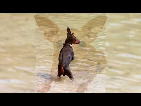 Видео: Карликовый пинчер. Плюсы и минусы, Цена, Как выбрать, Факты, Уход, История