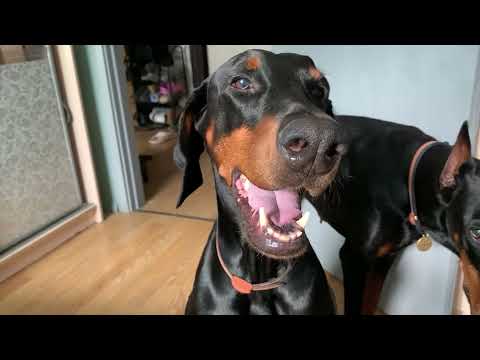 Видео: Как доберманы живут дома, в квартире