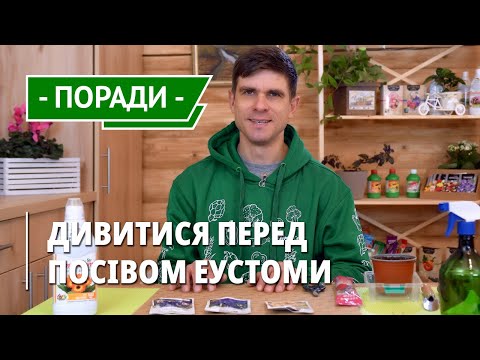 Видео: Як і коли сіяти еустому так, щоб почала квітнути на початку літа. Особливості квітки