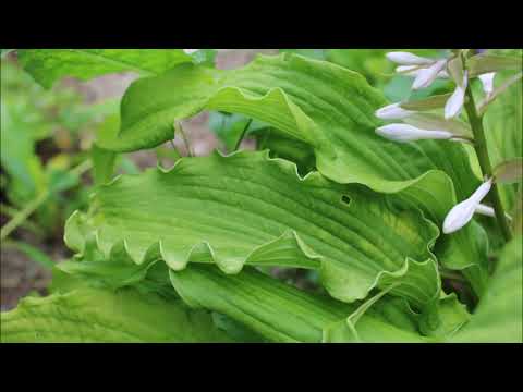 Видео: Кое-что о хостах. Часть 3.