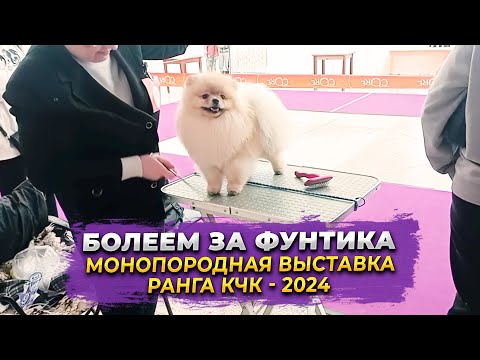 Видео: Шпиц Фунтик на Монопородной выставке ранга КЧК | Пермь 17.02.2024г. Судья Краковская Л.В.