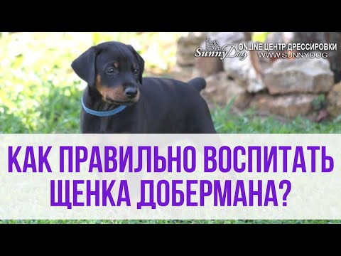 Видео: Как правильно воспитать щенка добермана? Доберман - особенности воспитания и дрессировки.