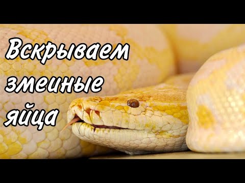Видео: Вскрытие яиц тигрового питона