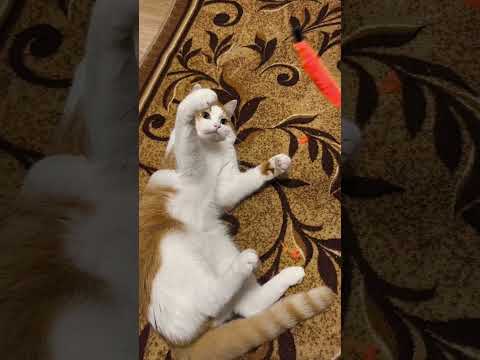 Видео: 🔥 3 ГЛУПЫХ ФАКТА О ЛЮБВИ ДЛЯ ЖЕНЩИН 🔥 Читайте в комментариях 👇