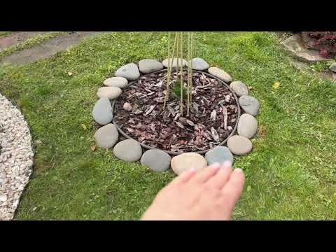 Видео: Оградила клумбу от травы отсыпкой! Осенние работы в саду, посадки, пересадки, наводим порядок. 
