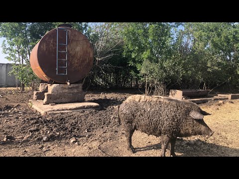 Видео: Ферма з розведення венгерської мангалиці. Встановили на відкорм бочку для води.