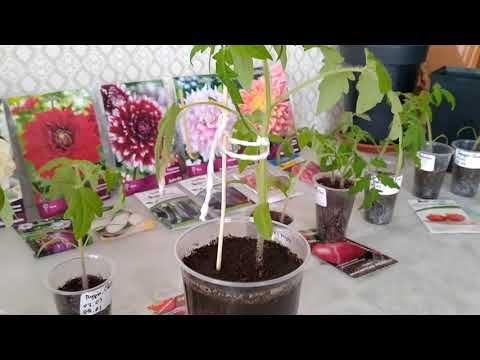 Видео: Фитильный полив для Томатов? Так ли он нужен для рассады как говорят?