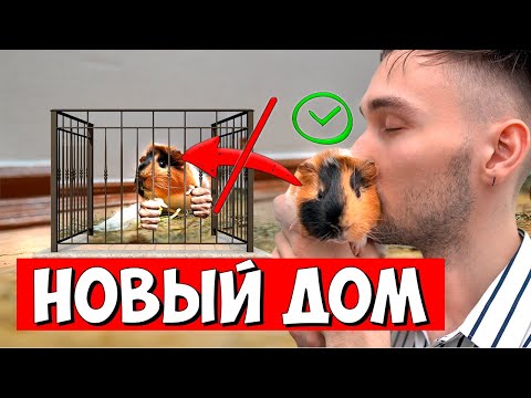 Видео: Знай Это Если ЗАВЕЛ МОРСКУЮ СВИНКУ | Морские Свинки Содержание
