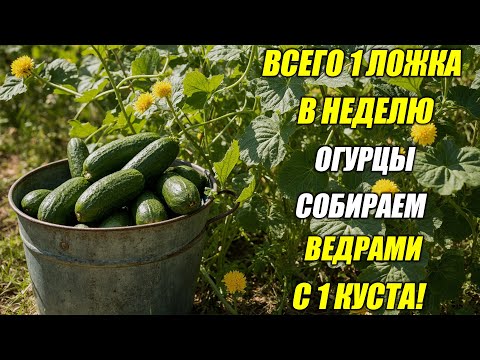 Видео: Подкормка огурцов — всего 1 ложка в неделю, и урожай каждый день!