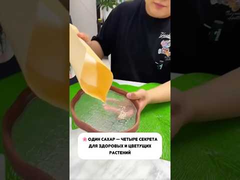 Видео: Оказывается, обычный сахар может заменить сразу несколько удобрений!💧